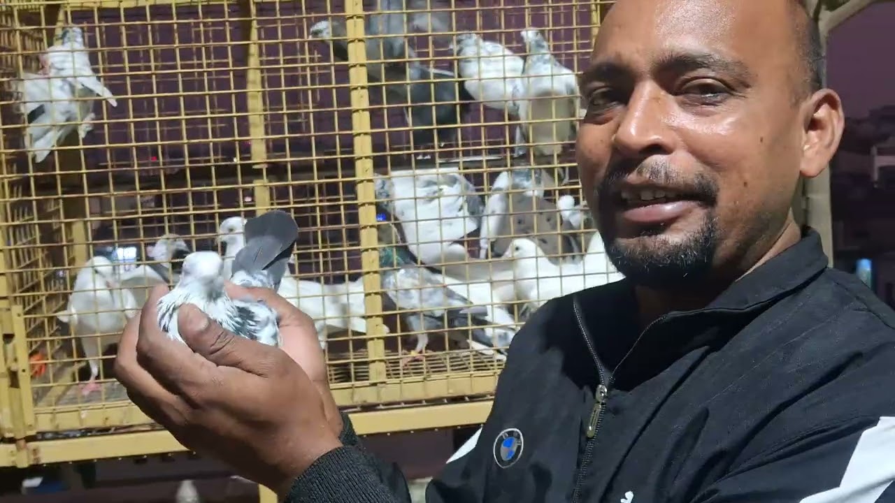 मेजर साब का पूरा कबूतर लेलीया 🕊️ आंध्रा सभी ब्रेड लिया 🕊️
