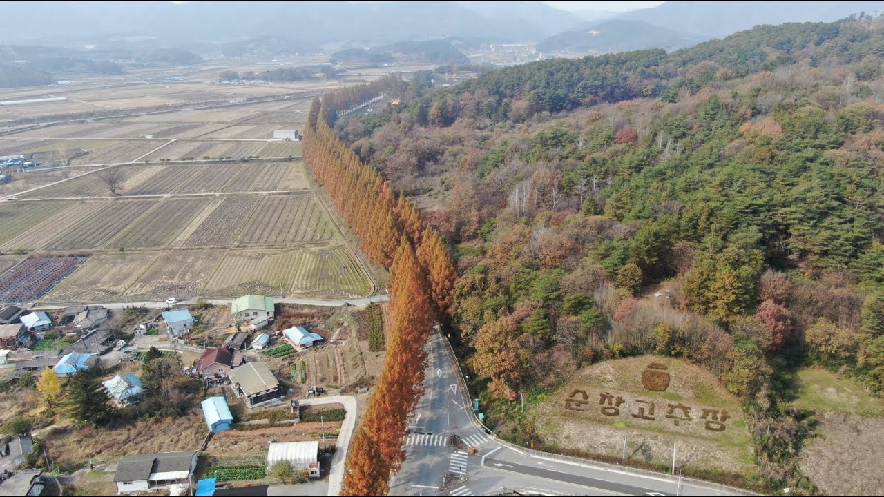 [Healing Travel] 전북순창 메타세콰이어 가로수길 가을풍경 드론영상 1080HD [Autumn view of Sunchang Metasequoia tree road]