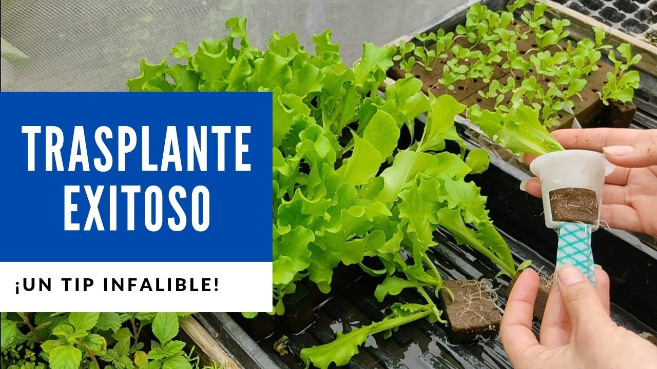 Mejora el trasplante en sistemas hidroponicos NFT y Raíz flotante. Tip infalible| Veggitso