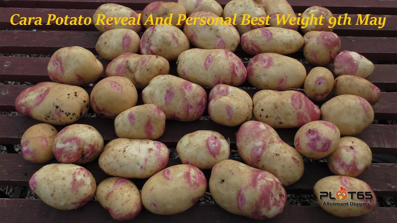 Cara Potato Reveal And Personal Best Weight 9th May
