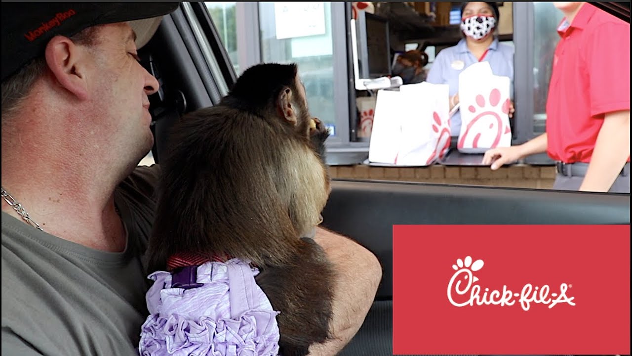 Monkey Princess Visits Chick-Fil-A  Drive Thru!