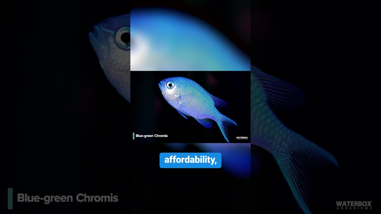 Top 10 fish that will bring your saltwater reef aquarium to life! #5: Blue-Green Chromis
