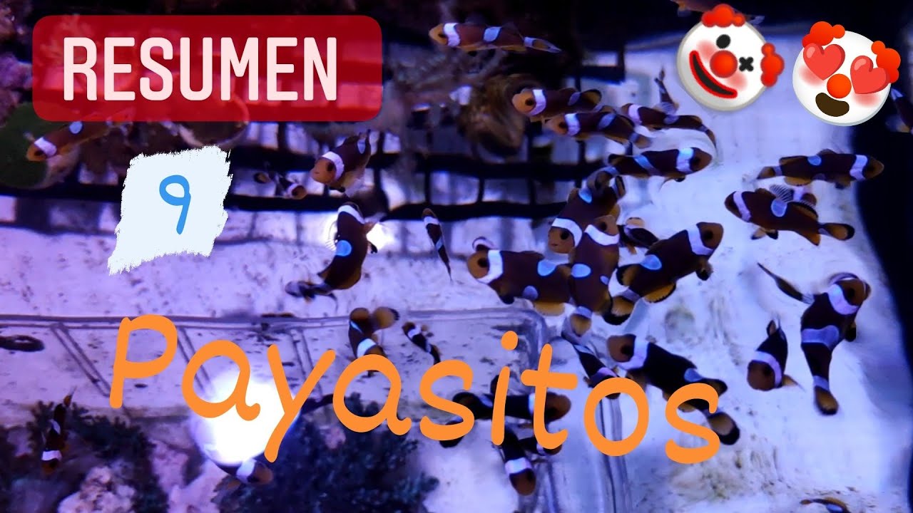 RESUMEN MENSUAL Nº9 | CRECIMIENTO JUVENILES PECES PAYASO
