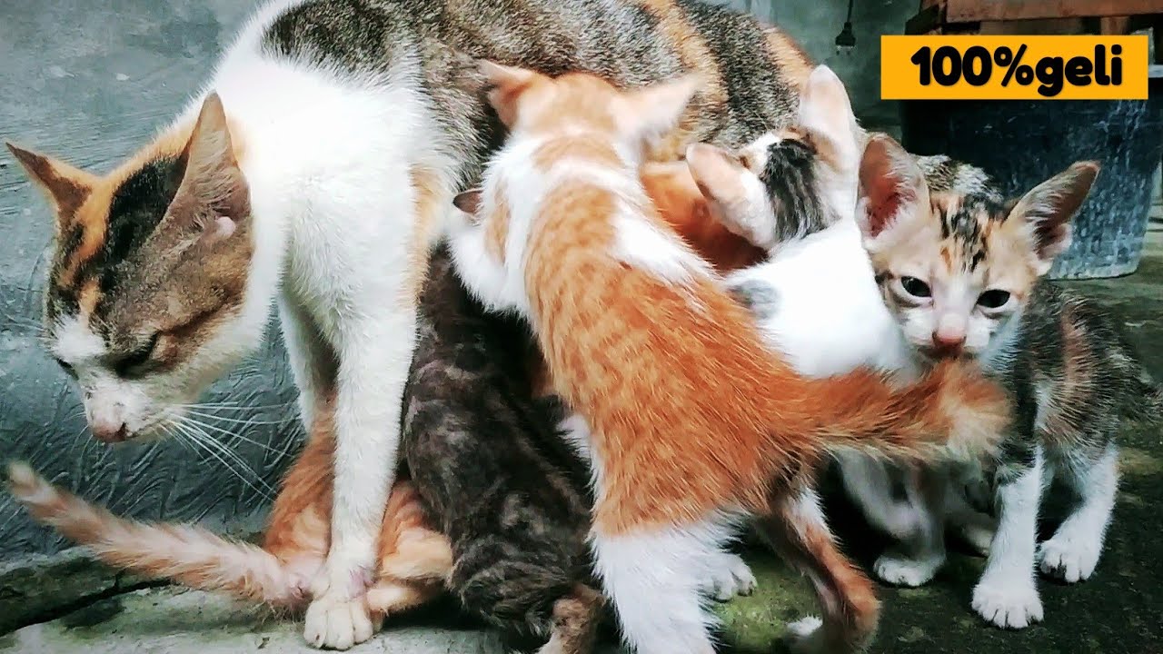 Kasihan anak anak kucing lucu berebut susu - extrim induk satu anaknya sembilan