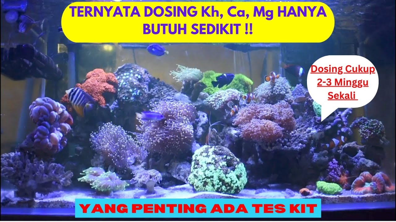 CARA MUDAH MENGHITUNG DOSING BIG 3 (Kh, Ca, Mg) DENGAN TES KIT Di AKUARIUM AIR LAUT