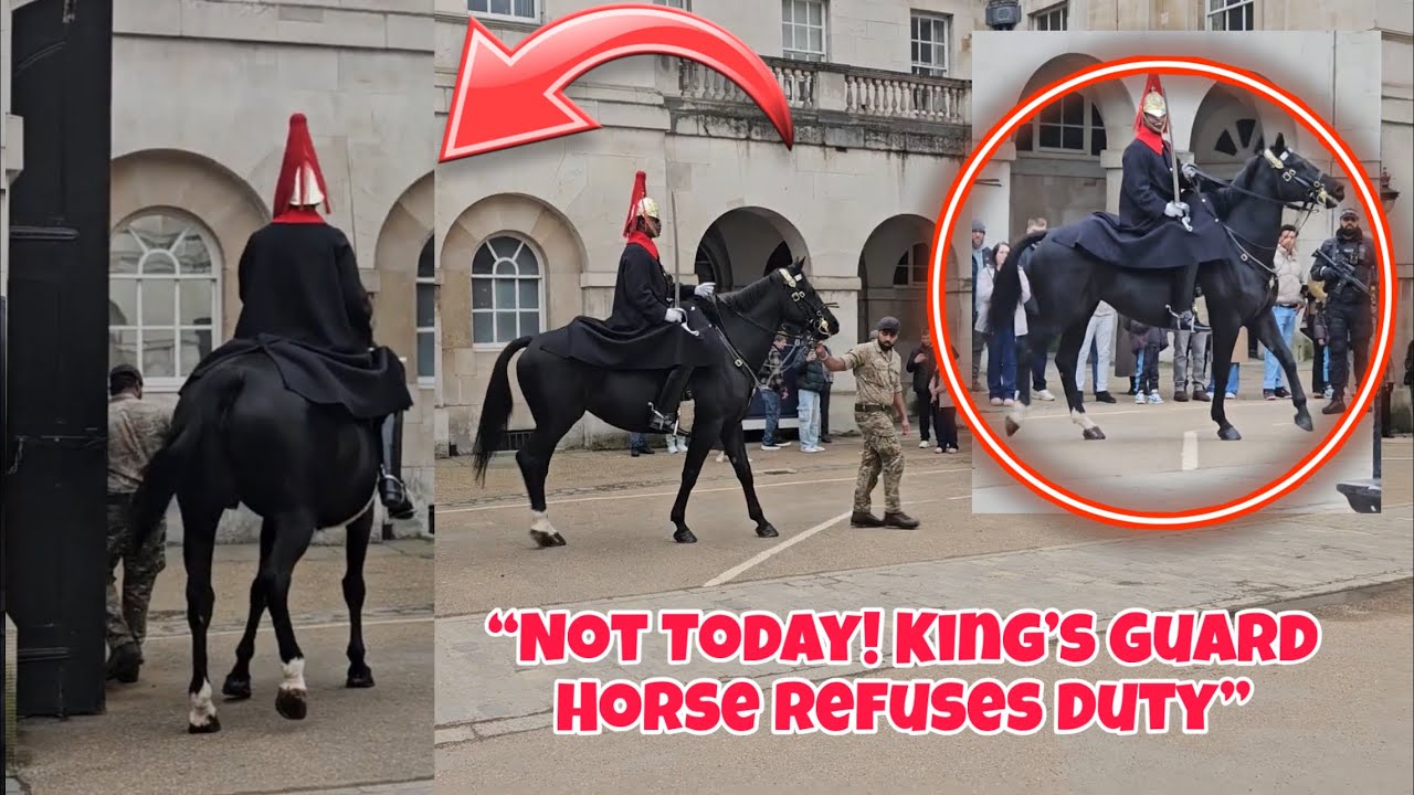 “When the King’s Horse Refuses to Work… Troopers Have No Choice!” Horse Guard london. 