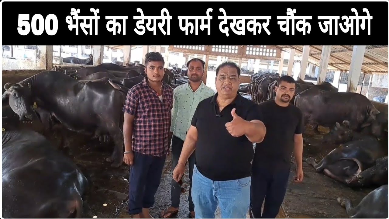 Big Buffalo Dairy Farm - देखकर चौंक जाओगे 🫨 500 Buffalo Dairy Farm Tour || Part - 1