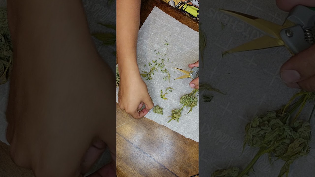 Trimming some nice nugs #420 #trim