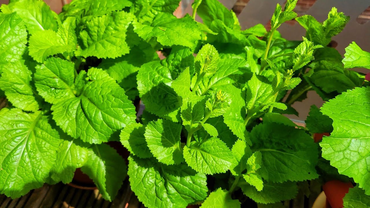 Harvesting Mustard Green || Shokher Bagan 2025