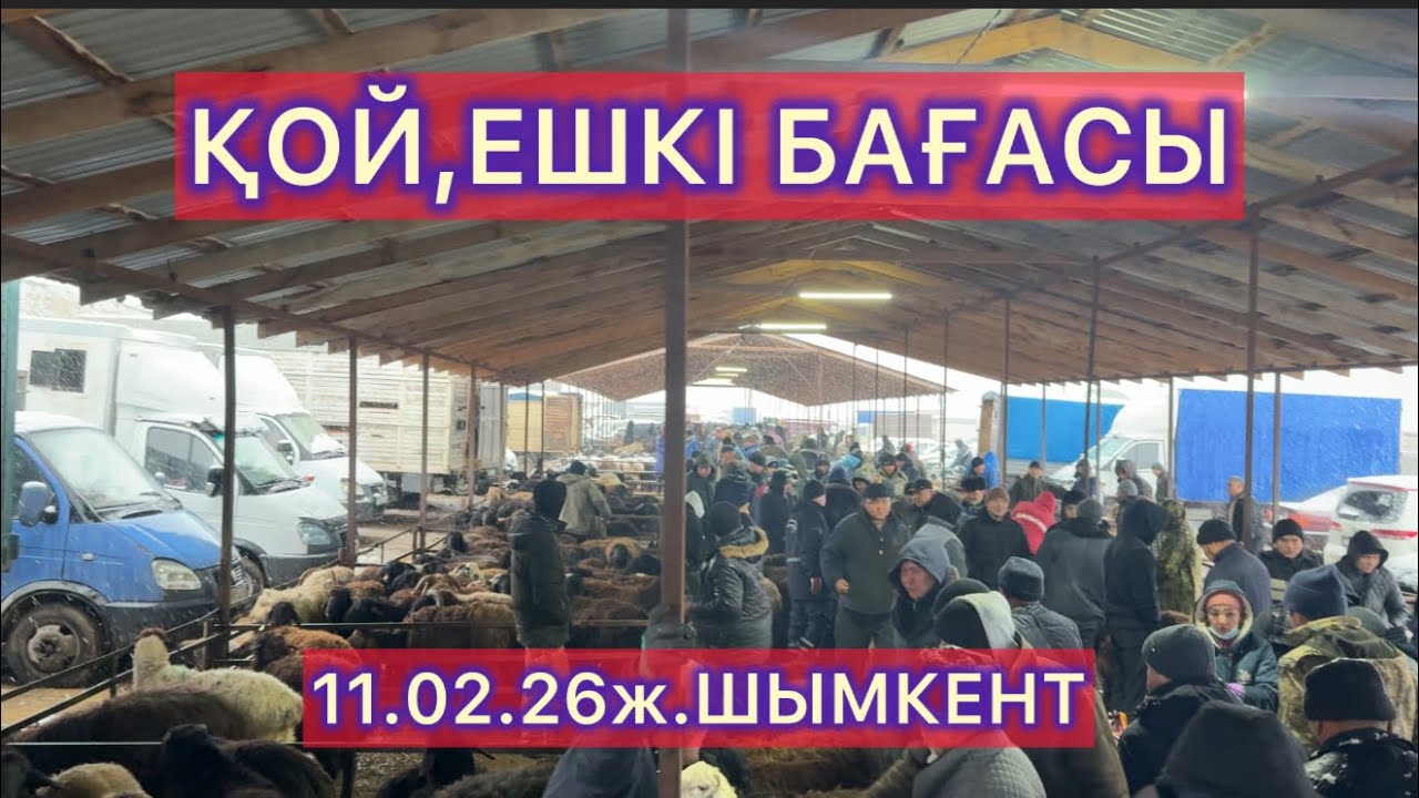 Қой,ешкі бағасы 11.02.26ж