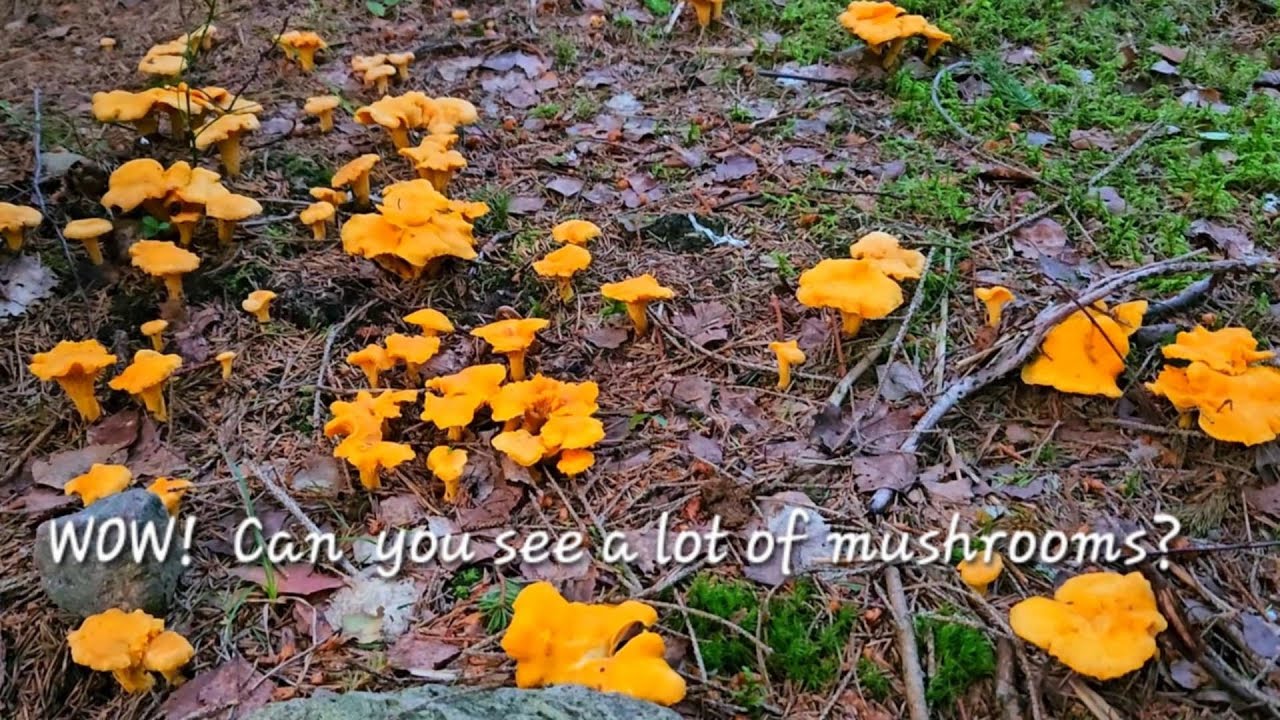 😮 WOW Can you see a lot of mushrooms? 🌲🍄‍🟫Picking chanterelle mushrooms