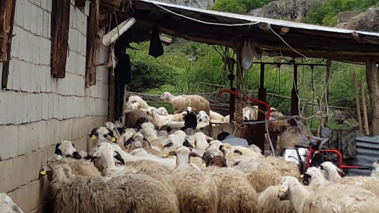 Erzincan _ Dere Şoran