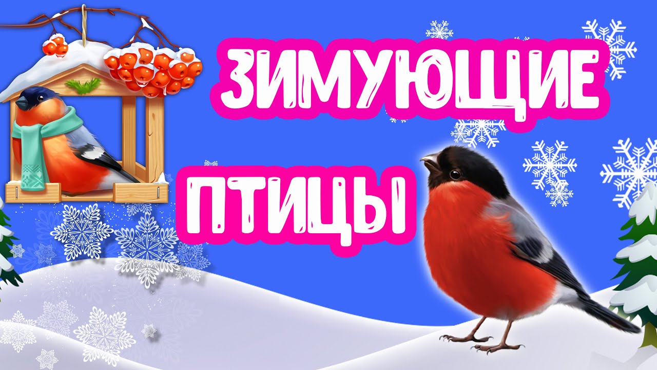 Зимующие ПТИЦЫ познавательное для детей