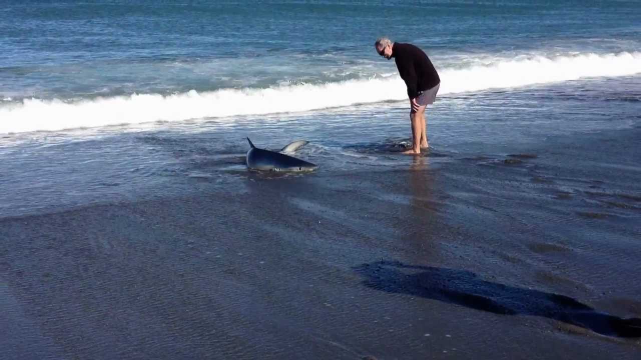 Blue shark stranded after chasing fish