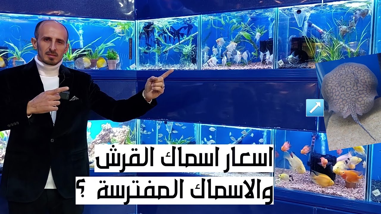 اسعار اسماك القرش والاسماك المفترسة واسماك الزينة فى محلات الحيوانات🦈🦈🐳😱😱🐠🐡