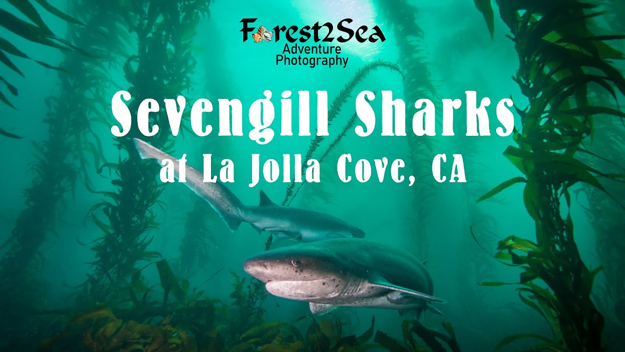 Sevengill Sharks at La Jolla Cove