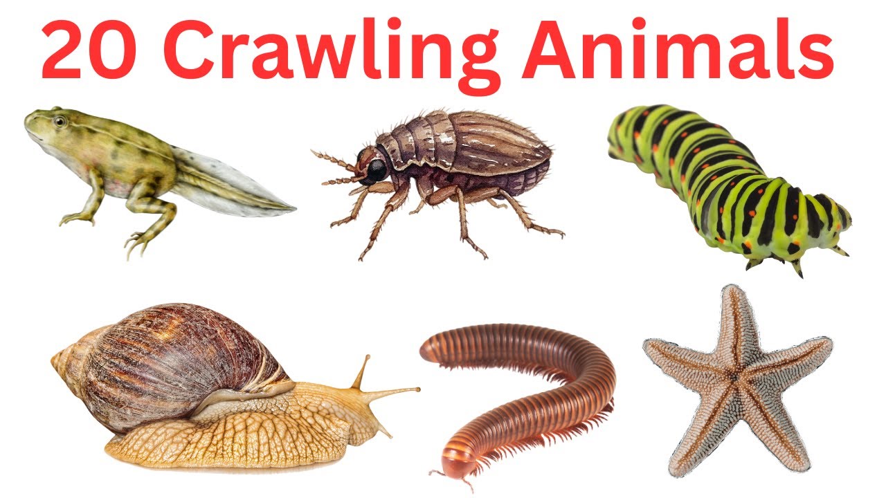 20 Crawling Animals for Kids 🐍🦎 | Learn Animal Names with Pictures | Fun Educational Video #kids