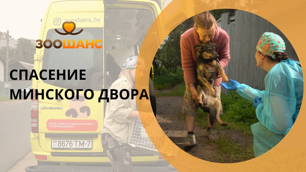 Канарейка в Минске: спасение двора с десятками собак