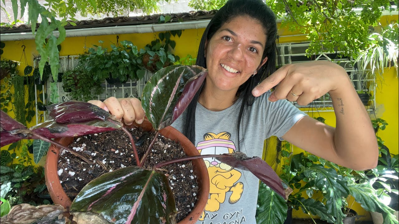 Como salvar sua Maranta RUBI com essas dicas