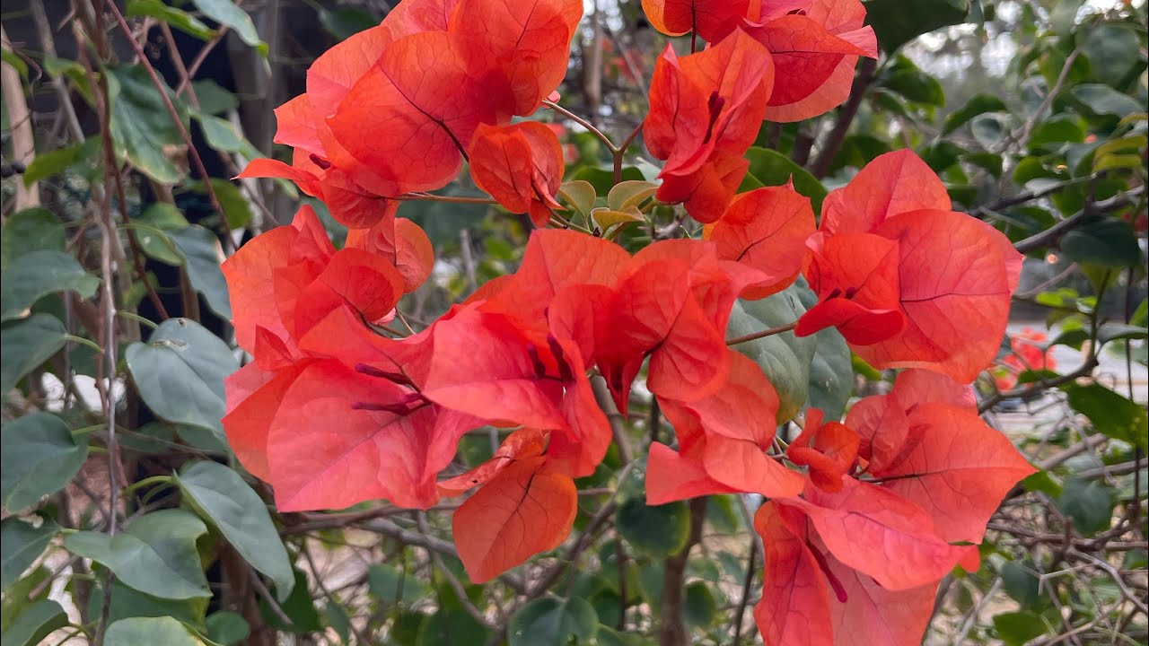 Flosstube #120 “Bougainvillea and Needlepoint” The Legacy of Handmade Objects @garysligh7020 