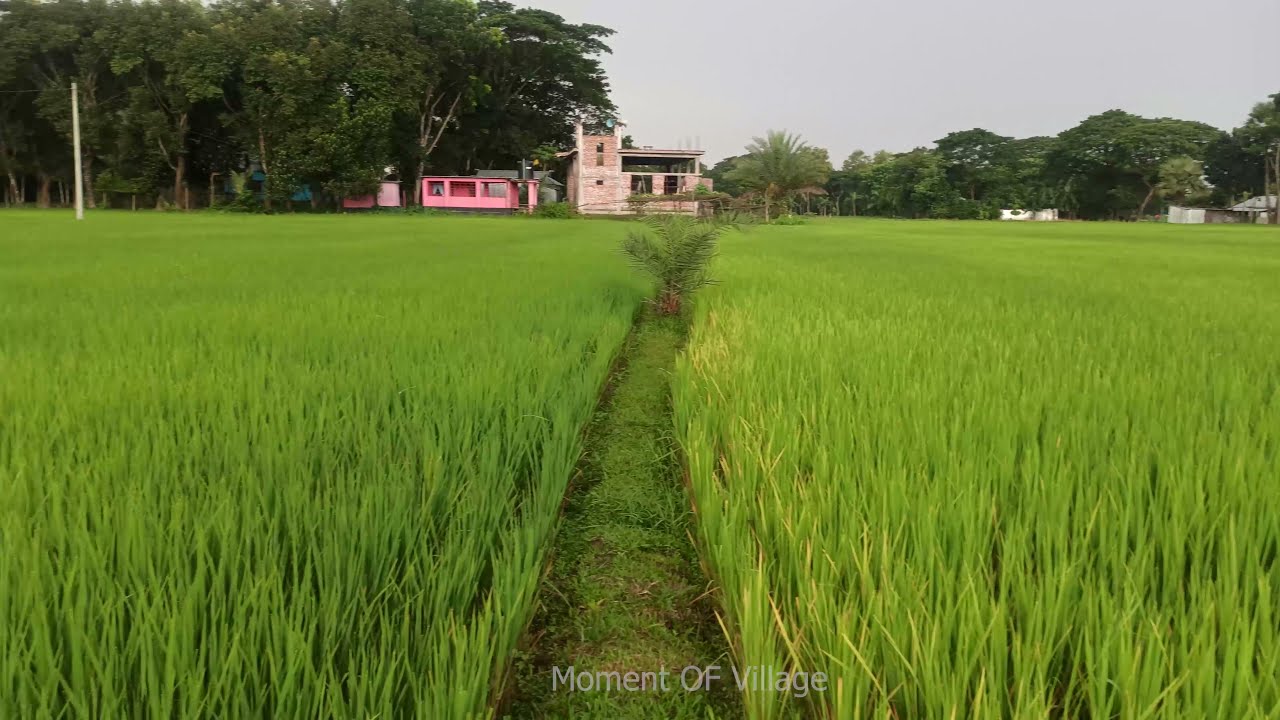 Walking In Village Road, part123। Nice views of the village । relaxing video। Natural Sound