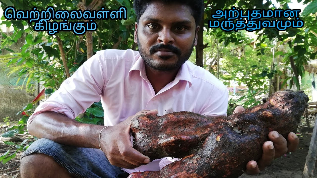 வெற்றிலைவள்ளி கிழங்கும் அதன் அற்புதமான மருத்துவ பயன்களும்|காவள்ளி கிழங்கு|village cooking vadagal|