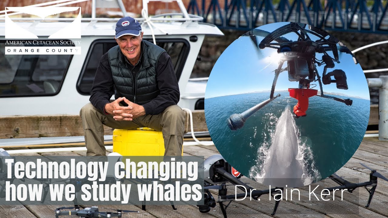 How new technologies are changing the way we study and value whales with Dr. Iain Kerr