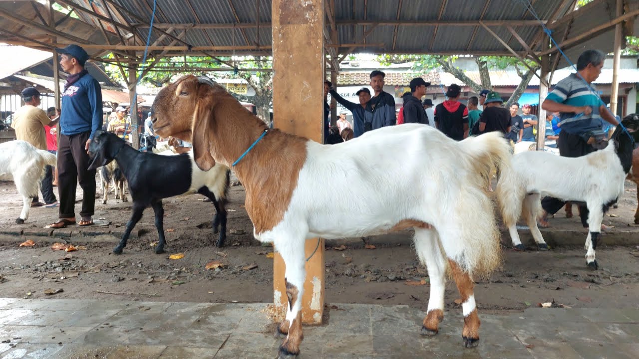 INDUKAN SUPER BIKIN NGILER HARGA MURAH‼️ Pasar Kambing Jetis Ponorogo