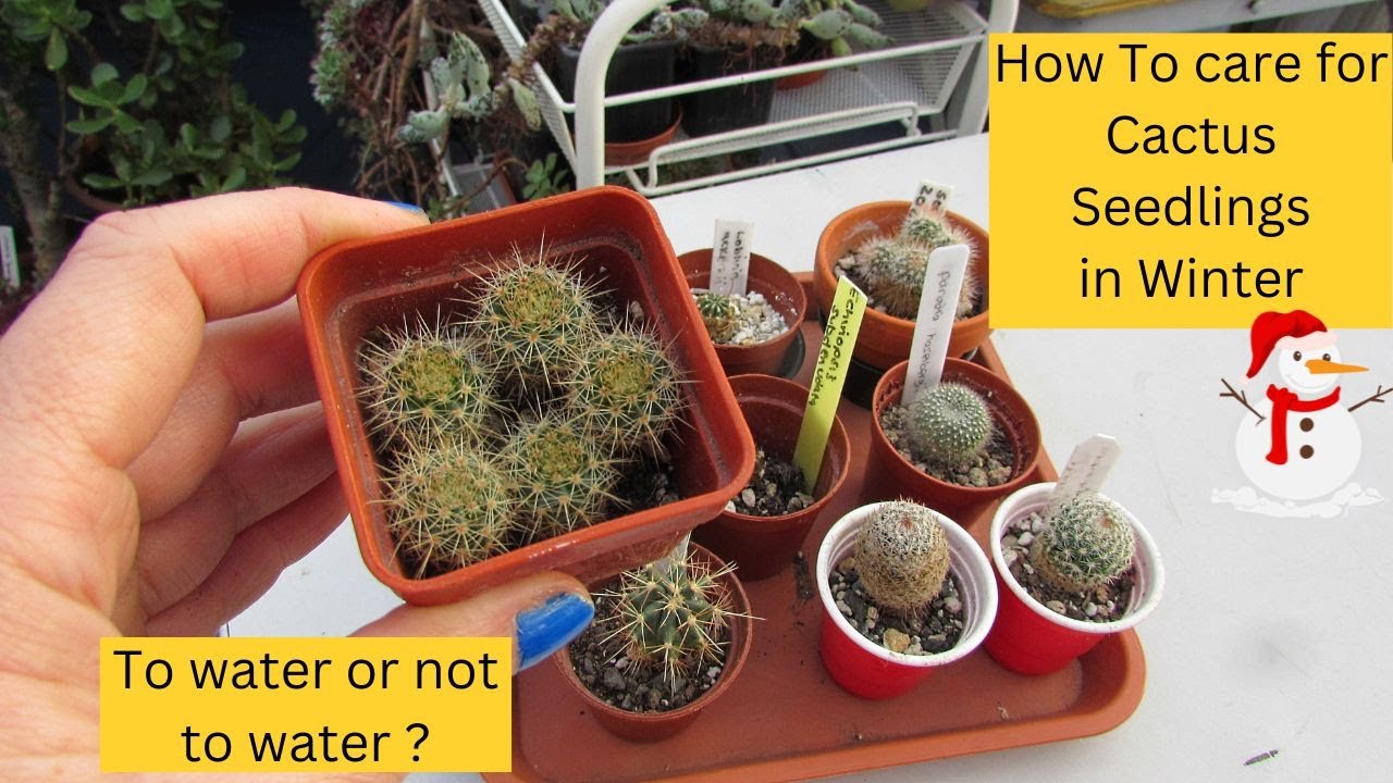 How To Care for Cactus Seedlings in Winter #cactus #cactusplants