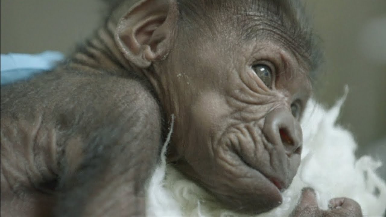 Cute baby gorilla, who had pneumonia is out of hospital