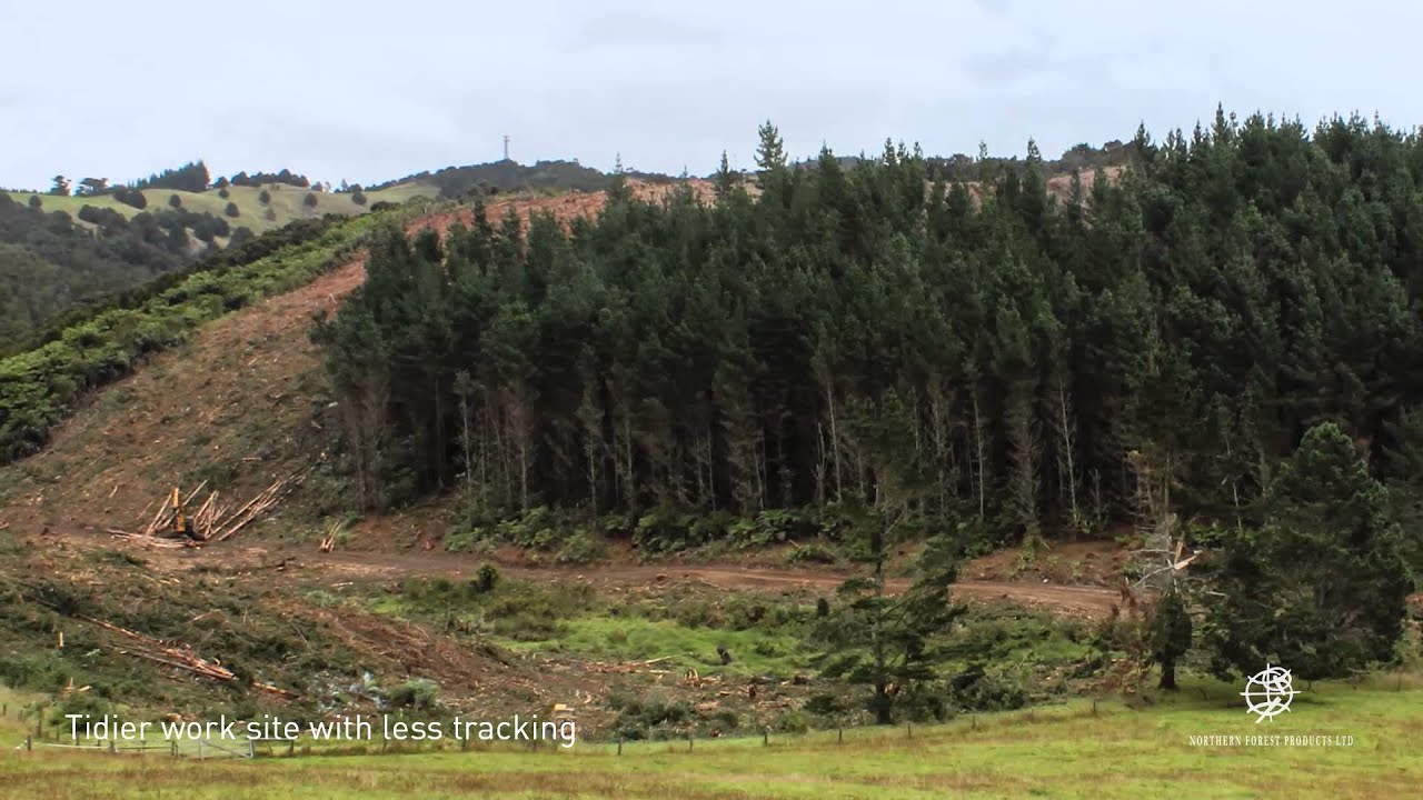 Watch a forest being harvested in this NFP timelapse video
