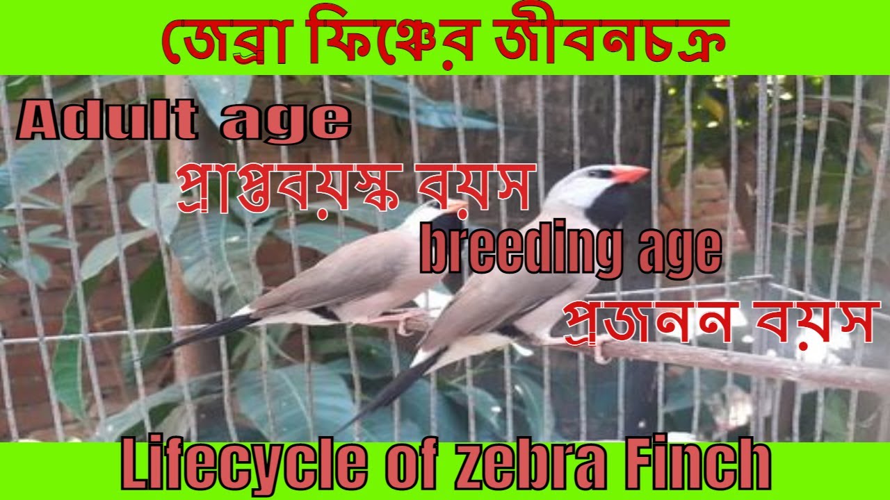 Lifecycle of zebra Finch || Adult age || breeding age || life span || zebra finches ||