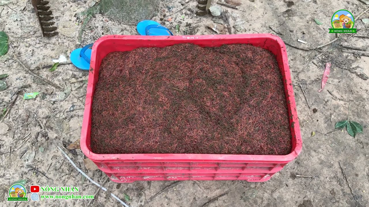 KỸ THUẬT NUÔI & THU HOẠCH TRÙN QUẾ  (PHẦN II)