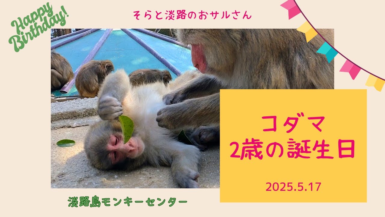 お誕生日おめでとう！可愛い☆たれ目きょうだい☆コダマくん💙２歳のきろく【淡路島モンキーセンター】