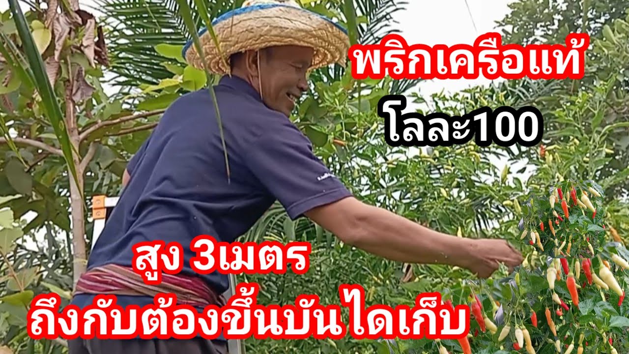 สูงถึง 3 เมตร สุดยอดพริกเครือโบราณ เก็บนานกว่า2ปี ราคาจี๊ด โลละ100บาท