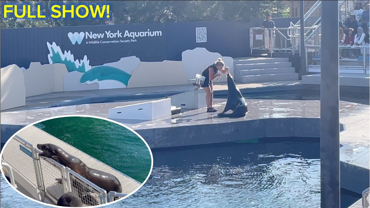 NY Aquarium: Full California Sea Lion Showcase at the Aquatheater