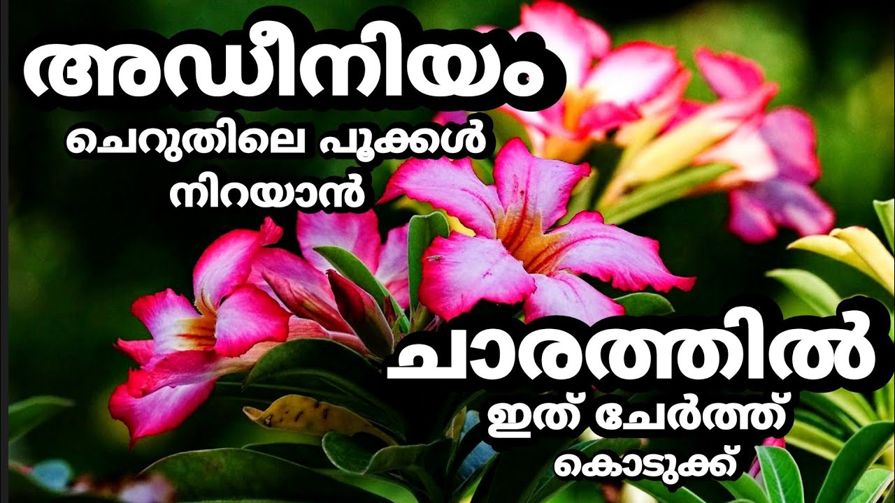 അഡീനിയം ചെറുതിലെ പൂക്കൾ നിറയാൻ|Fast Flowering Tips for Adenium Plants.