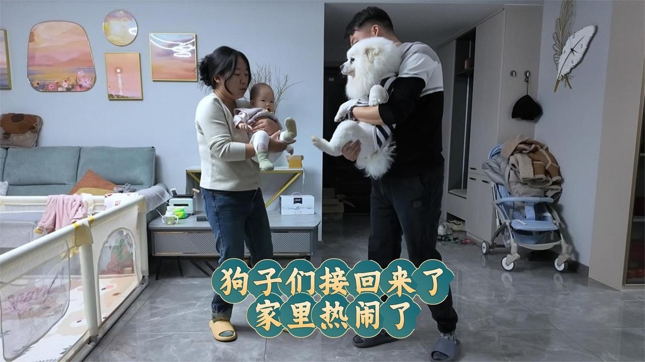 宝宝和狗能和平相处吗？终于能把狗狗们接回来了，这下家里热闹了【咕嘟郭旅记】