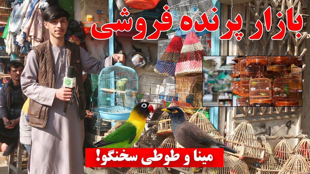 پرنده گان نایاب در کندز| سایره | کنری | طوطی | مینا | انواع کبوتر| ودیگر پرنده گان به قیمت ارزان|