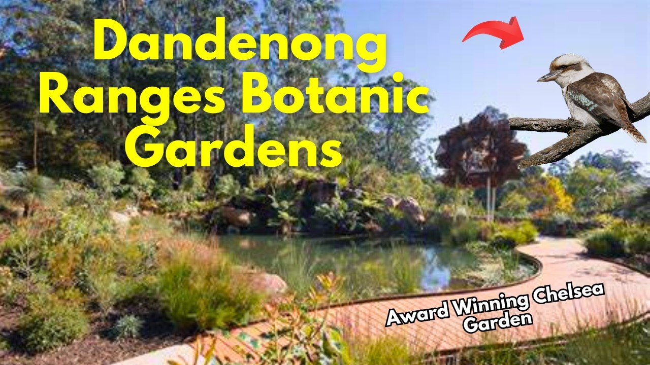 Dandenong Ranges Botanic Garden 🌿 with a Special Kookaburra Surprise!