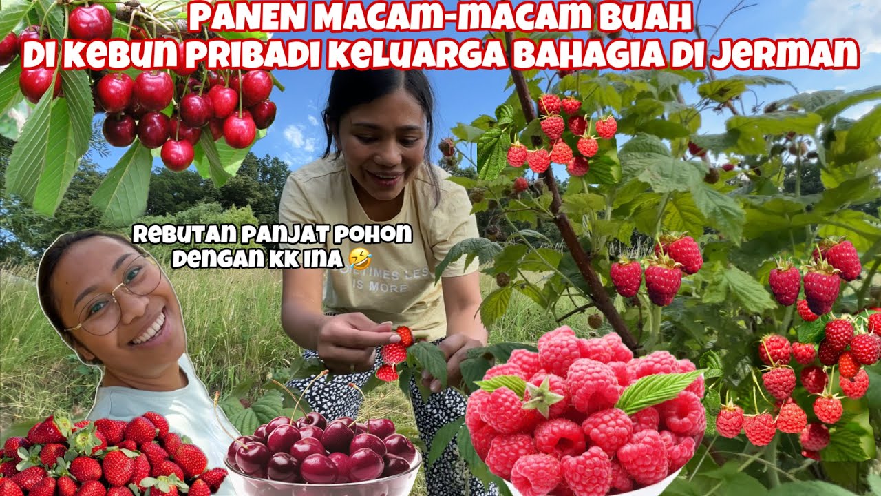PANEN MACAM MACAM BUAH DI KEBUN PRIBADI KELUARGA BAHAGIA DI JERMAN