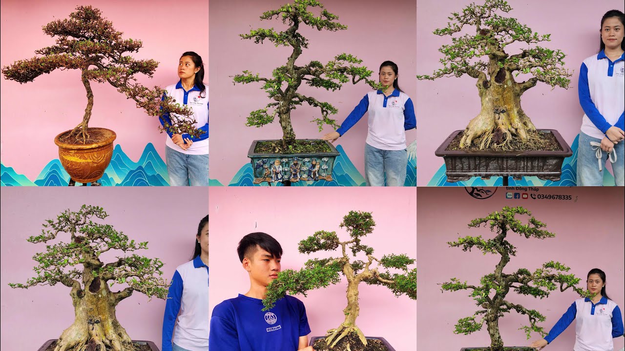 PAN CITY 670 🌺 Bonsai 12 loại: Si hồng, Sam Vân nam, Trà phúc kiến, Bồ đề, Khế gân, Sam trái, trắc