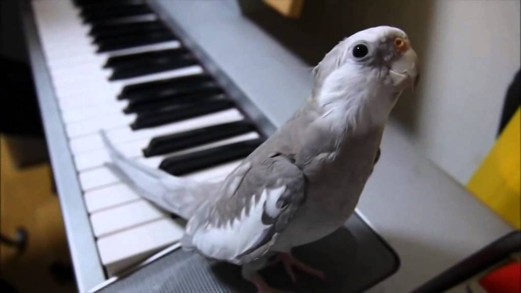Cockatiel singing Totoro: Expectation Vs. Reality