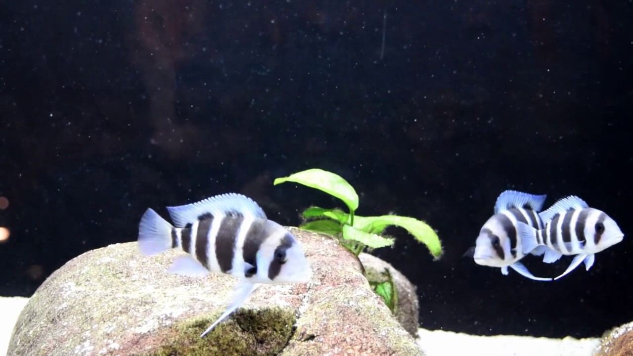 Releasing Frontosa Fry