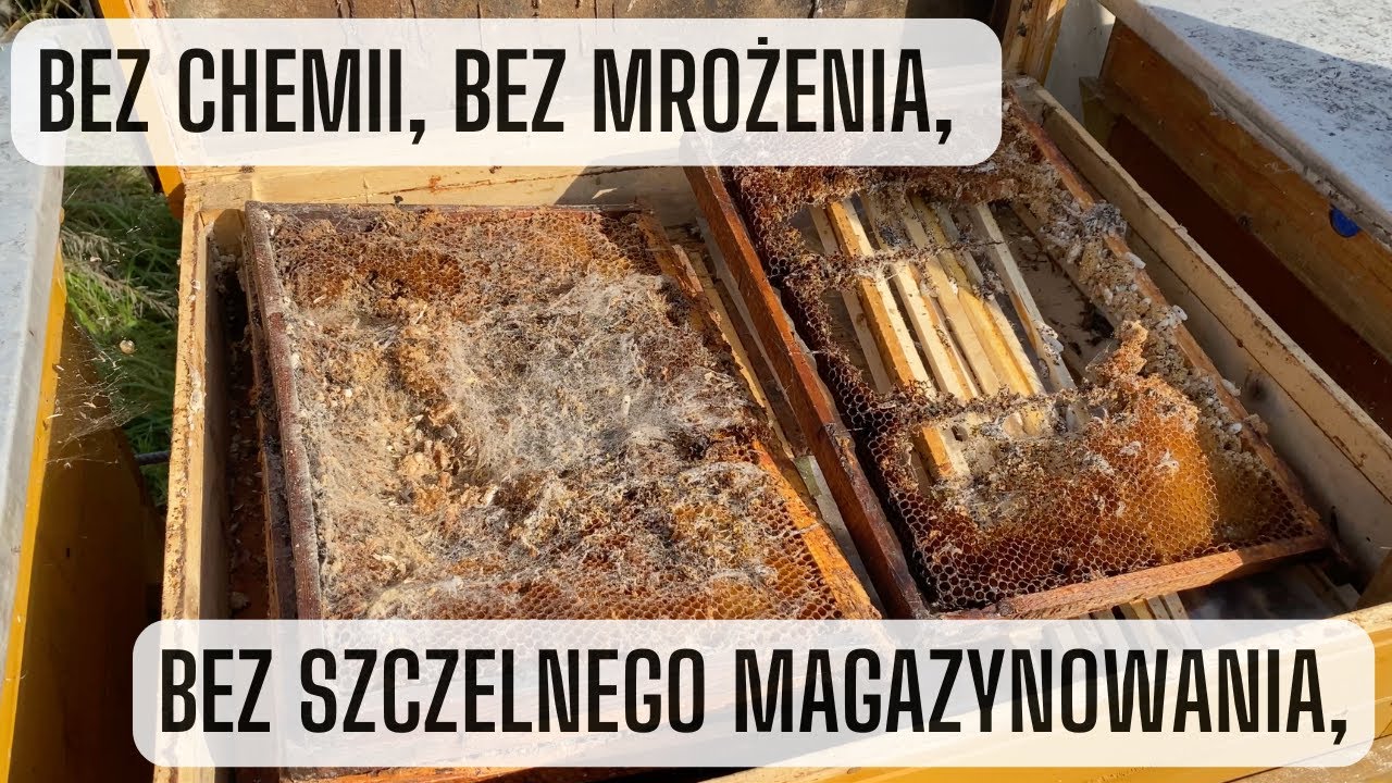 Jak zabezpieczyć plastry przed motylicą? Zrozum zasadę, a nie stracisz więcej wosku