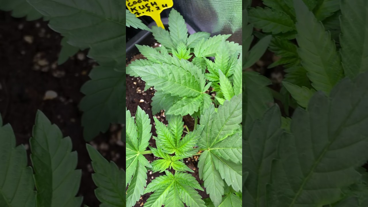 Wunderbar erholt nach dem 1.Training #cannabisgrowers #pflanzentraining