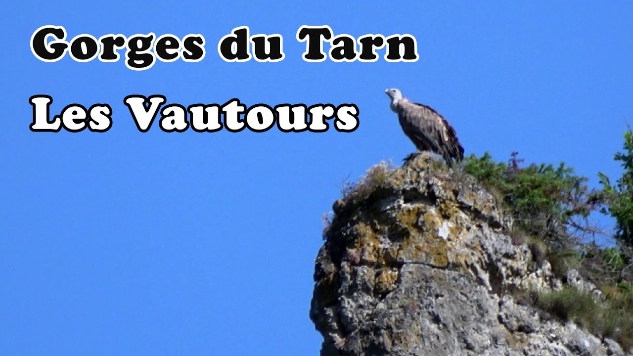 GORGES DU TARN : Les Vautours