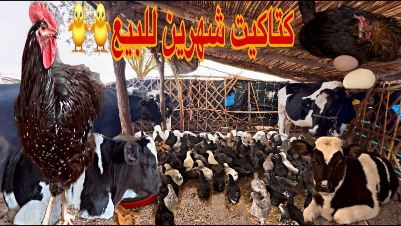 كتاكيت عمر شهرين للبيع شنو وقع  غادي نبيع العجلة   0642416224