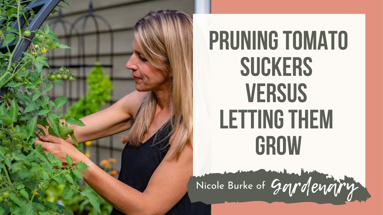Pruning Tomato Suckers Versus Letting Them Grow
