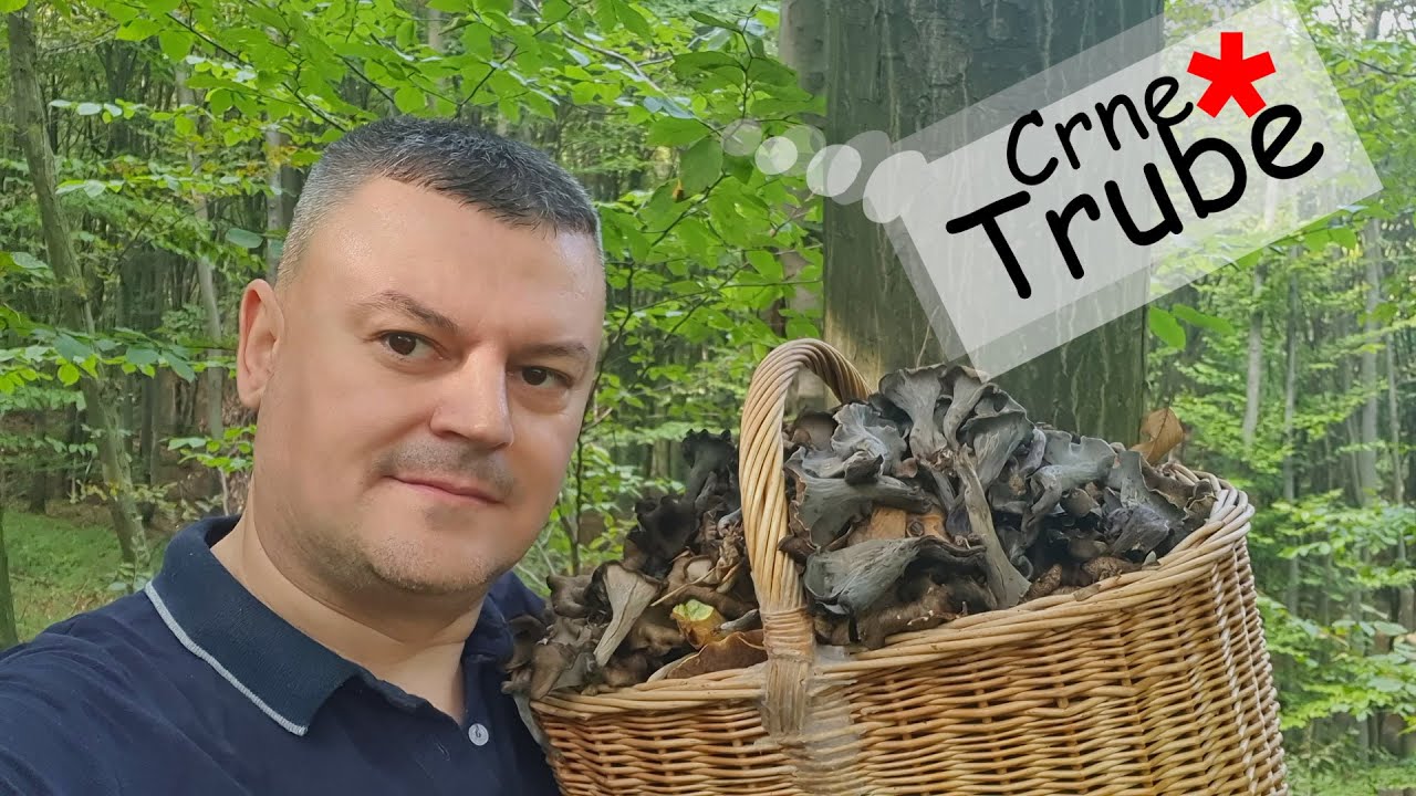CRNE TRUBE - Uočio sam ih Mnogo -  Craterellus cornucopioides